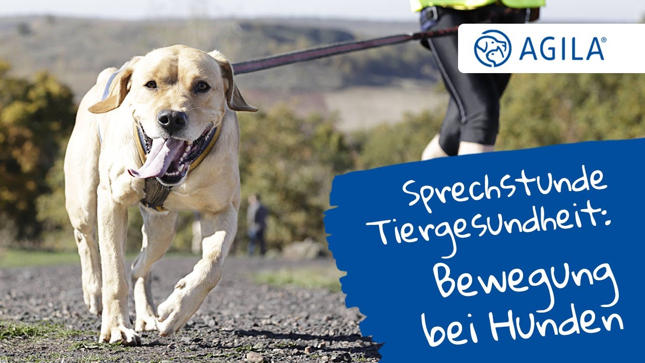 Die AGILA Themenwochen 2021 I Sprechstunde Tiergesundheit: Bewegung als Gesundheitsvorsorge
